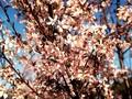 Prunus incisa February Pink Image 1