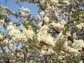 Prunus insititia Image 1