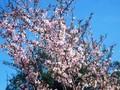 Prunus japonica Image 1