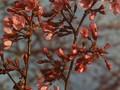 Prunus Kursar Image 1