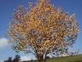 Prunus maackii Image 1