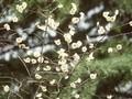 Prunus mume Image 1