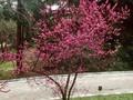 Prunus mume Rosea Plena Image 1