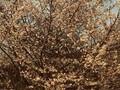 Prunus Okame Image 1