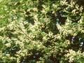 Prunus padus Image 1