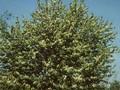 Prunus padus Grandiflora Image 1