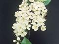 Prunus pensylvanica Image 1