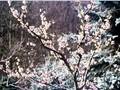 Prunus persica Image 1