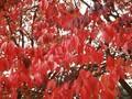 Prunus sachalinensis Image 1