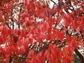 Prunus sargentii Image 1