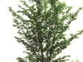 Prunus sargentii Rancho Image 1
