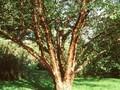 Prunus serrula Tibetica Image 1