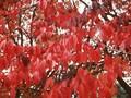 Prunus serrulata var sachalinensis Image 1