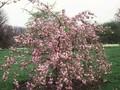 Prunus Shidare-zakura Image 1