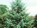 Pseudotsuga glauca Image 1