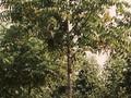 Pterocarya fraxinifolia Image 2