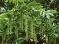 Pterocarya caucasica Image 1