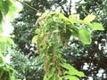 Pterostyrax hispida Image 1