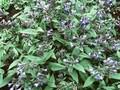 Pulmonaria angustifolia Blaues Meer Image 1