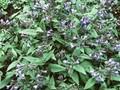 Pulmonaria angustifolia Blue Pearl Image 1