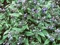 Pulmonaria angustifolia Mawson s Variety Image 1