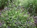 Pulmonaria angustifolia Munstead Blue Image 1