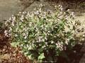 Pulmonaria officinalis Cambridge Blue Grp Image 1