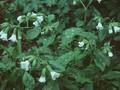 Pulmonaria officinalis Sissinghurst White Image 1