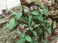 Pulmonaria rubra Image 1