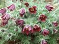 Pulsatilla vulgaris Rubra Image 1