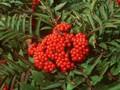 Pyrus americana Image 1