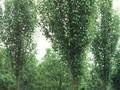 Pyrus canescens Image 1