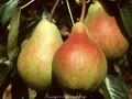 Pyrus communis Clapps Liebling Image 1