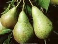 Pyrus communis Conference Image 1