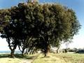 Quercus ilex Image 2