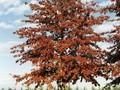 Quercus palustris Image 1