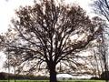 Quercus robur Image 2