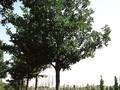 Quercus robur Image 1