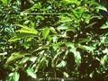 Quercus acutissima Image 1