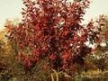 Quercus alba Image 1