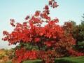 Quercus borealis Image 1
