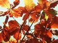 Quercus daimio Image 1