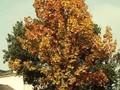 Quercus farnetto Image 1