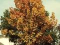 Quercus frainetto Image 1