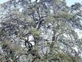 Quercus hispanica Ambrozyana Image 1
