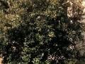 Quercus ilex Image 1