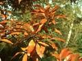 Quercus imbricaria Image 1