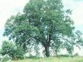 Quercus lanuginosa Image 1