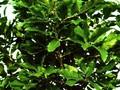 Quercus libani Image 1