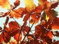 Quercus obovata Image 1
